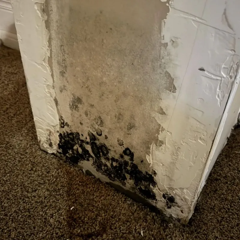Professional Mold Removal in Quinton, OK